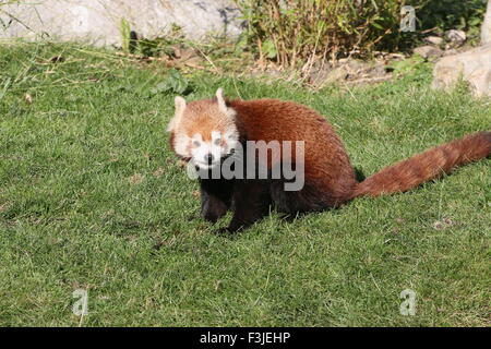 Panda rouge asiatique (Ailurus fulgens) Banque D'Images