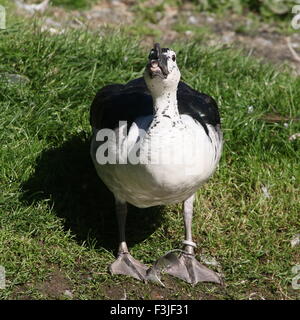 L'Ancien Monde mâle canard peigne ou bouton-billed duck (Sarkidiornis melanotos melanotos) Banque D'Images