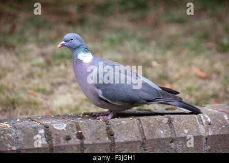 Pigeon ramier sur mur de jardin Banque D'Images