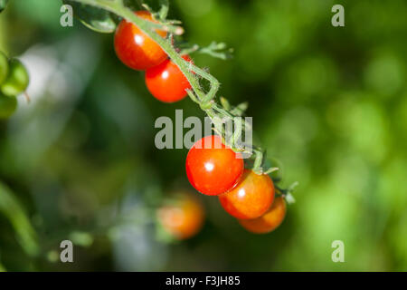 Tomates cerise plante à lit de légumes Banque D'Images