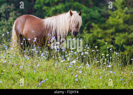 Cheval, Suwalszczyzna, Pologne Banque D'Images