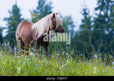 Cheval, Suwalszczyzna, Pologne Banque D'Images