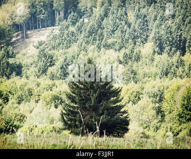 Picea abies arbre en face de la forêt de conifères. Scène naturelles. Banque D'Images