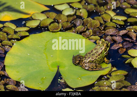 La grenouille verte dans une zone humide Banque D'Images