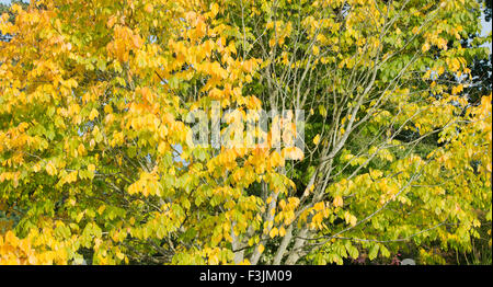 Cladrastis kentukea . Kentucky / podocarpus podocarpus américain les feuilles des arbres jaunissent en automne. UK Banque D'Images