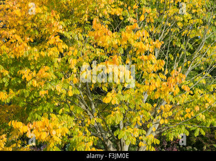 Cladrastis kentukea . Kentucky / podocarpus podocarpus américain les feuilles des arbres jaunissent en automne. UK Banque D'Images