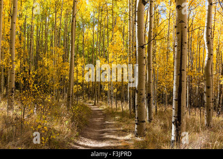 Le sentier serpente à travers un Colorado aspen grove coloré dans la couleur en automne dans le Kenosha Pass. Banque D'Images