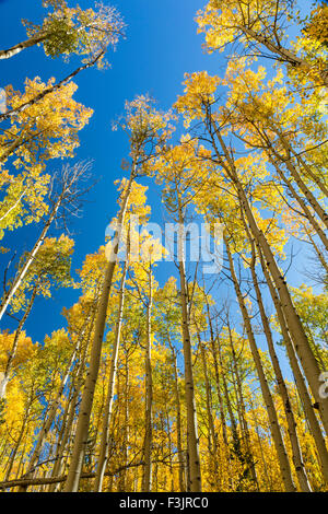 Aspen troncs avec feuilles d'or pour une portée quaking ciel bleu sur le Colorado Trail à Kenosha Pass en Californie. Banque D'Images