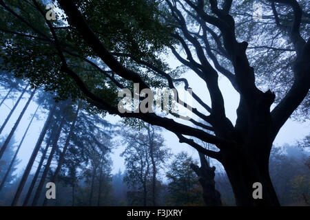 Automne forêt brumeuse avec des silhouettes d'arbres dans le crépuscule Banque D'Images