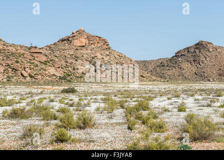 De grands champs de fleurs sauvages blanches entre Okiep et Concordia dans la région du nord du Namaqualand Banque D'Images