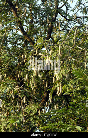 Arbre de Tamarind plein de gousses mûres utilisées dans la nourriture pour le goût aigre ; Udupi Karnataka Inde asie Banque D'Images