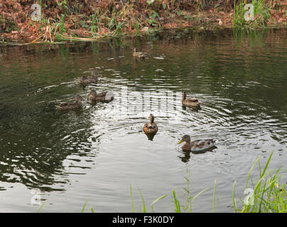 Troupeau de canards sauvages à l'automne étang de natation Banque D'Images