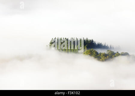 Matin mer de brume, les arbres environnants Banque D'Images