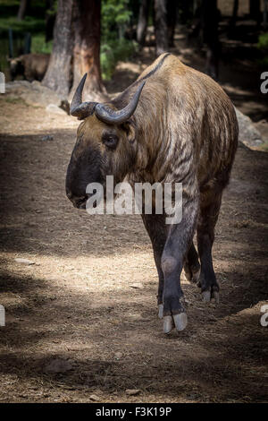 Takin, chèvre-antilope, le Bhoutan Banque D'Images