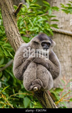 Le gibbon Hylobates moloch argenté est un passereau de la famille gibbon Hylobatidae,. Banque D'Images