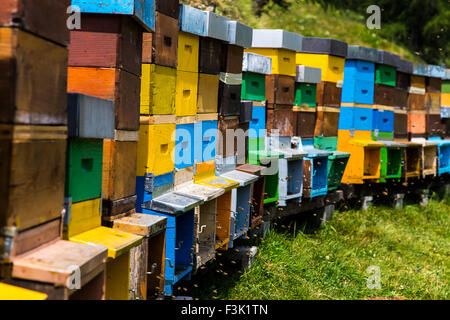 De nombreuses ruches colorées entouré par de nombreuses abeilles de vol Banque D'Images