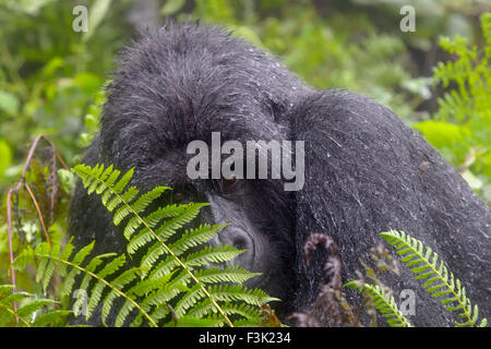 Gorille de montagne (Gorilla gorilla beringei) grand mâle dos argenté du groupe Agasha Agasha, portrait derrière fern et pluie, V Banque D'Images