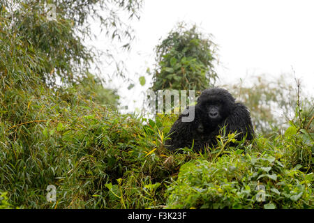 Gorille de montagne (Gorilla gorilla beringei) femmes du pavillon Sabyinyo group avec bébé, assis en haut de l'arbre et humide de la pluie, Banque D'Images