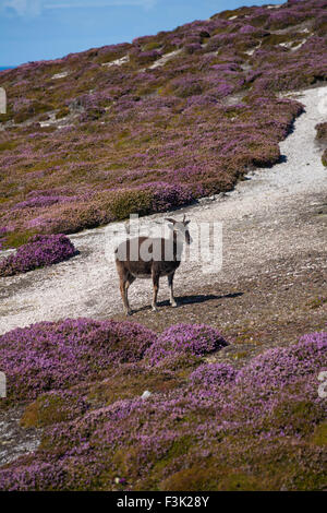 Moutons soay solitaires, Ovis aries, marcher sur les rochers, et Heather sur Lundy Island, Devon, Angleterre Royaume-uni en Août Banque D'Images