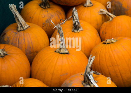 Une collection de citrouilles fraîchement cueillies Banque D'Images