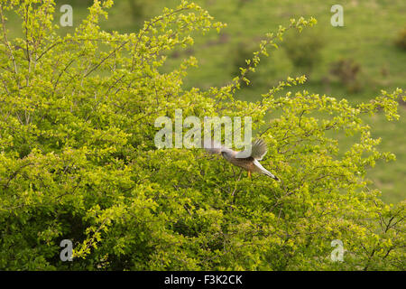 Royaume-uni, Angleterre, dans le Yorkshire East Riding, Millington, oiseaux, hommes adultes crécerelle (Falco tinnunculus) en vol Banque D'Images