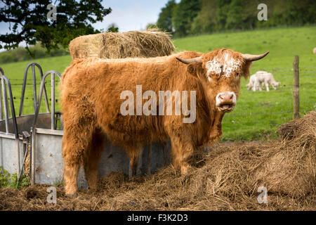 Royaume-uni, Angleterre, dans le Yorkshire East Riding, Millington, Highland cattle grazing on hay Banque D'Images