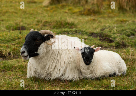 Mouton noir et blanc avec de l'agneau sur l'île de Skye en Ecosse. Banque D'Images