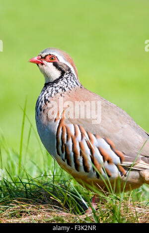 Perdrix Rouge - Alectoris rufa pattes Banque D'Images