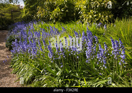 Royaume-uni, Angleterre, dans le Yorkshire East Riding, Pocklington, Burnby Hall Gardens, banque de jacinthes en fleur Banque D'Images