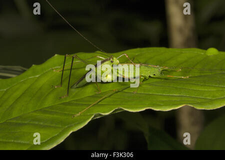 Katydid Bush, formation numérique, Aarey Milk Colony Mumbai , Inde Banque D'Images