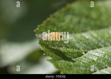 Les mouches à fruits (Drosophila sp, Drosophilidae, Aarey Milk Colony Mumbai , Inde Banque D'Images