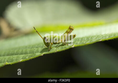 Sauterelle, Acrididae, Aarey Milk Colony Mumbai , Inde Banque D'Images