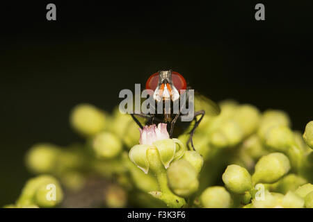 Fly, Aarey Milk Colony Mumbai , Inde Banque D'Images