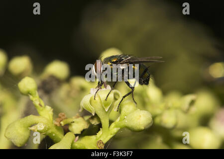 Fly, Aarey Milk Colony Mumbai , Inde Banque D'Images