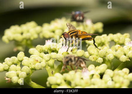 Hoverfly, Syrphidae, Aarey Milk Colony, Mumbai , Inde Banque D'Images