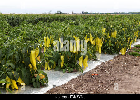 Piments bananes poussant dans un champ dans le nord de l'Illinois. Banque D'Images