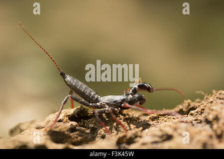 Scorpion scorpion coureur ou du vinaigre, Gurjee, Tripura , Inde Banque D'Images