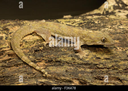 Le gecko à queue plate HOUSE, Hemidactylus platyurus, Gekkonidae, Jampue hills, Tripura , Inde Banque D'Images