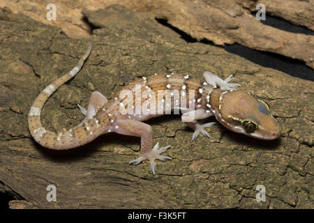 La colline de termites, GECKO Hemidactylus triedrus, Gekkonidae, BCN, Bangalore , Inde Banque D'Images