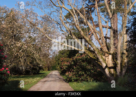 Tregothnan Estate gardens, Cornwall, célèbre pour ses camélias et de plus en plus thé anglais. un jardin de plantes à fleurs de thé britannique Banque D'Images