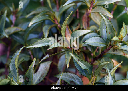 Tregothnan Estate gardens, Cornwall, célèbre pour ses camélias et de plus en plus thé anglais. un UK fleur plante. Camellia Ginyo Tsubak Banque D'Images