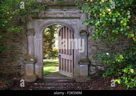 Tregothnan estate gardens, Cornwall, célèbre pour ses camélias et de plus en plus thé anglais. un jardin de plantes à fleurs de thé britannique Banque D'Images