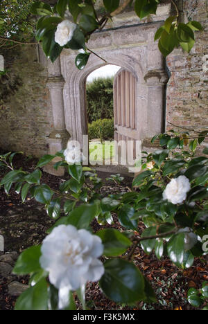 Tregothnan estate gardens, Cornwall, célèbre pour ses camélias et de plus en plus thé anglais. un jardin de plantes à fleurs de thé britannique Banque D'Images