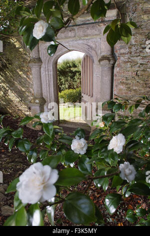 Tregothnan estate gardens, Cornwall, célèbre pour ses camélias et de plus en plus thé anglais. un jardin de plantes à fleurs de thé britannique Banque D'Images