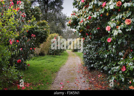 Tregothnan Estate gardens, Cornwall, célèbre pour ses camélias et de plus en plus thé anglais. un jardin de plantes à fleurs de thé britannique Banque D'Images