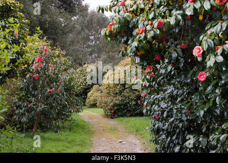 Tregothnan Estate gardens, Cornwall, célèbre pour ses camélias et de plus en plus thé anglais. un jardin de plantes à fleurs de thé britannique Banque D'Images