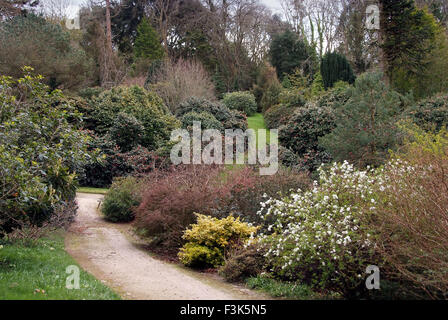 Tregothnan Estate gardens, Cornwall, célèbre pour ses camélias et de plus en plus thé anglais. un jardin de plantes à fleurs de thé britannique Banque D'Images