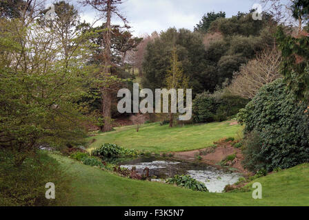 Tregothnan Estate gardens, Cornwall, célèbre pour ses camélias et de plus en plus thé anglais. un jardin de plantes à fleurs de thé britannique Banque D'Images