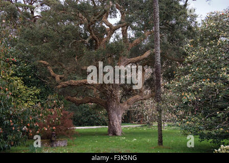 Tregothnan Estate gardens, Cornwall, célèbre pour ses camélias et de plus en plus thé anglais. un jardin de plantes à fleurs de thé britannique Banque D'Images