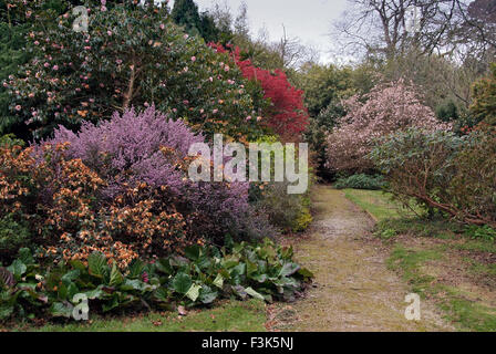 Tregothnan Estate gardens, Cornwall, célèbre pour ses camélias et de plus en plus thé anglais. un jardin de plantes à fleurs de thé britannique Banque D'Images